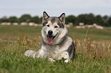 ALASKAN MALAMUTE 677